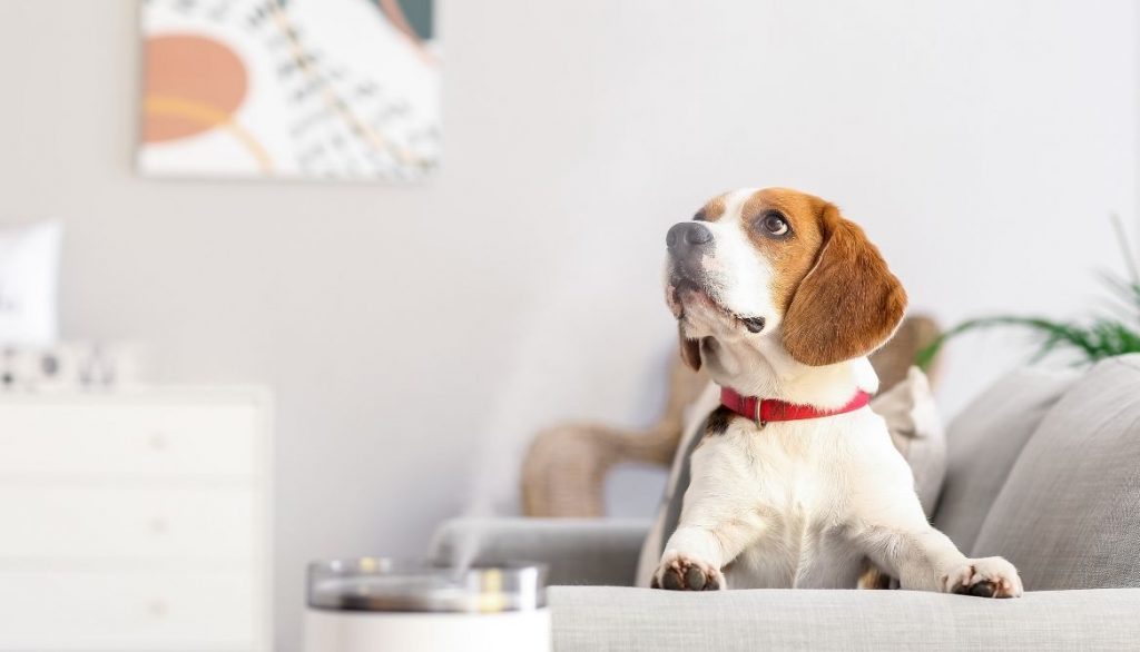 Residence Inn vs TownePlace Suites. Pet Friendliness