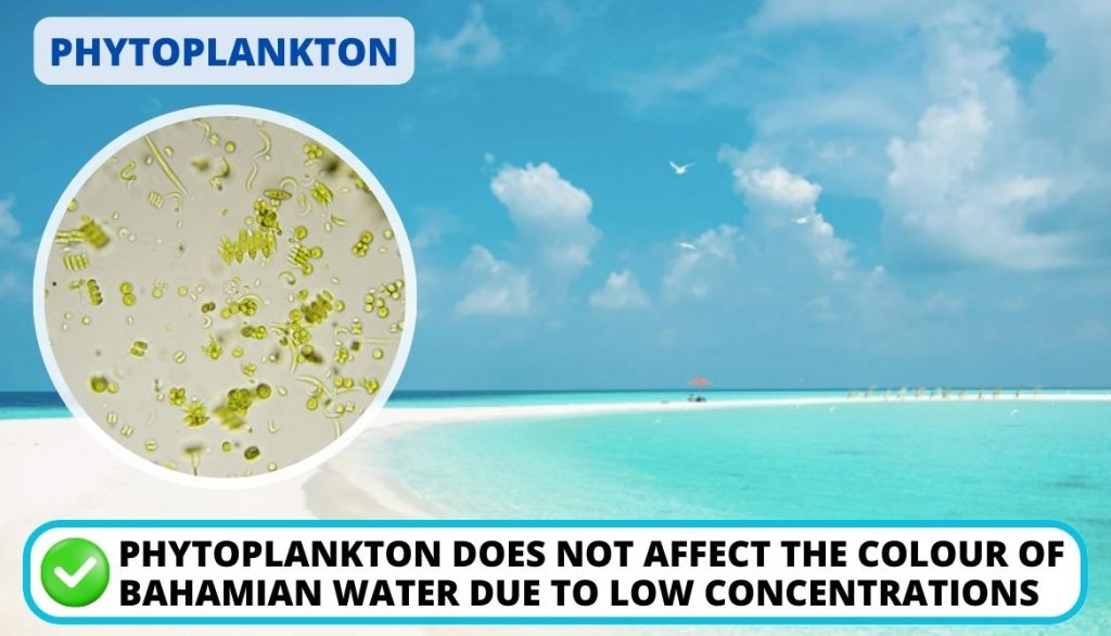 Average Amount of Phytoplankton